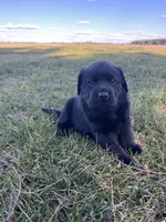 Red Collar , a male Labrador Retriever for sale in Muscoda, WI – Photo 1 of 4