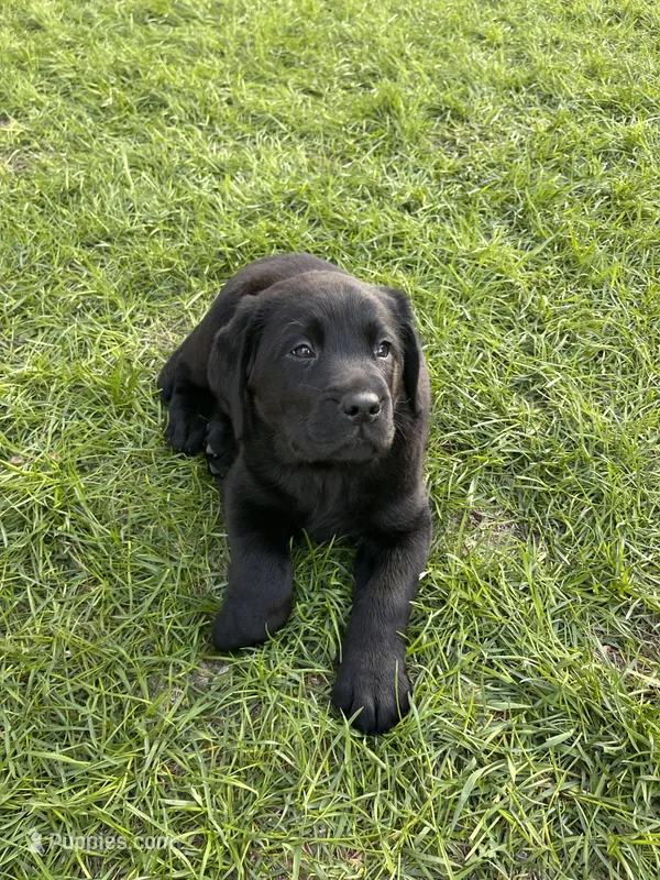 Red Collar  – Labrador Retriever puppy for sale in Muscoda, WI