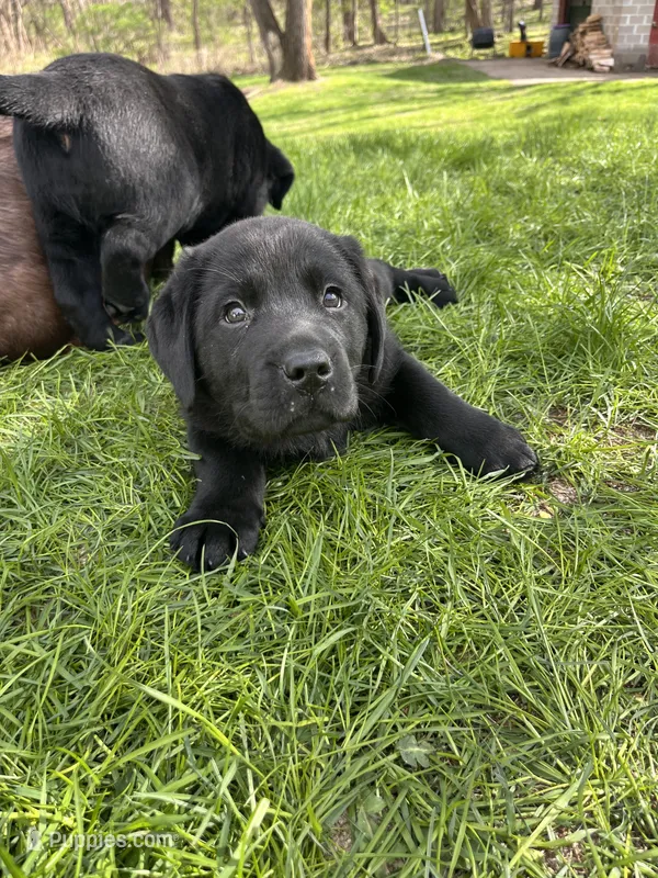 Red Collar  – Labrador Retriever puppy for sale in Muscoda, WI