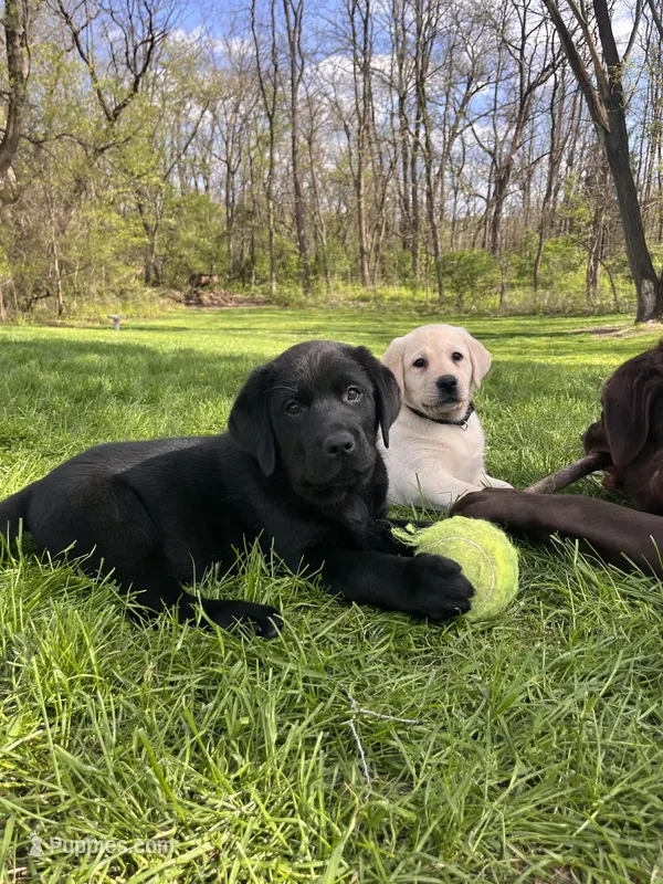 Red Collar  – Labrador Retriever puppy for sale in Muscoda, WI