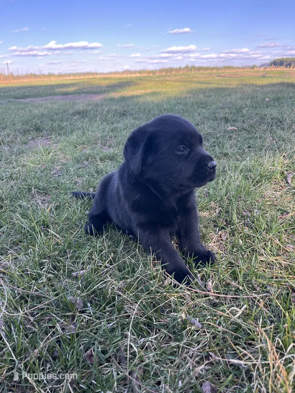 Red Collar  – Labrador Retriever puppy for sale in Muscoda, WI
