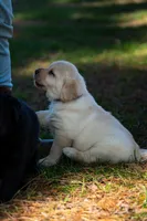 Purple Collar , a female Labrador Retriever for sale in Muscoda, WI – Photo 3 of 7