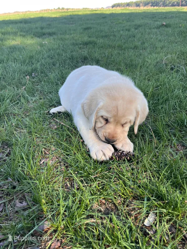 Purple Collar  – Labrador Retriever puppy for sale in Muscoda, WI
