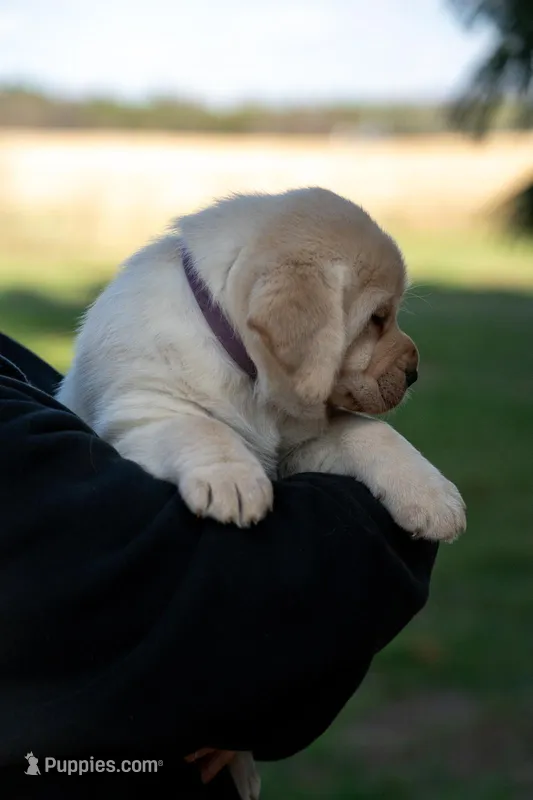 Purple Collar  – Labrador Retriever puppy for sale in Muscoda, WI
