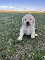 Purple Collar , a female Labrador Retriever for sale in Muscoda, WI – Photo 2 of 7