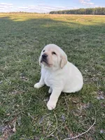 Purple Collar , a female Labrador Retriever for sale in Muscoda, WI – Photo 4 of 7