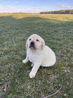 Purple Collar , a female Labrador Retriever for sale in Muscoda, WI – Photo 5 of 7