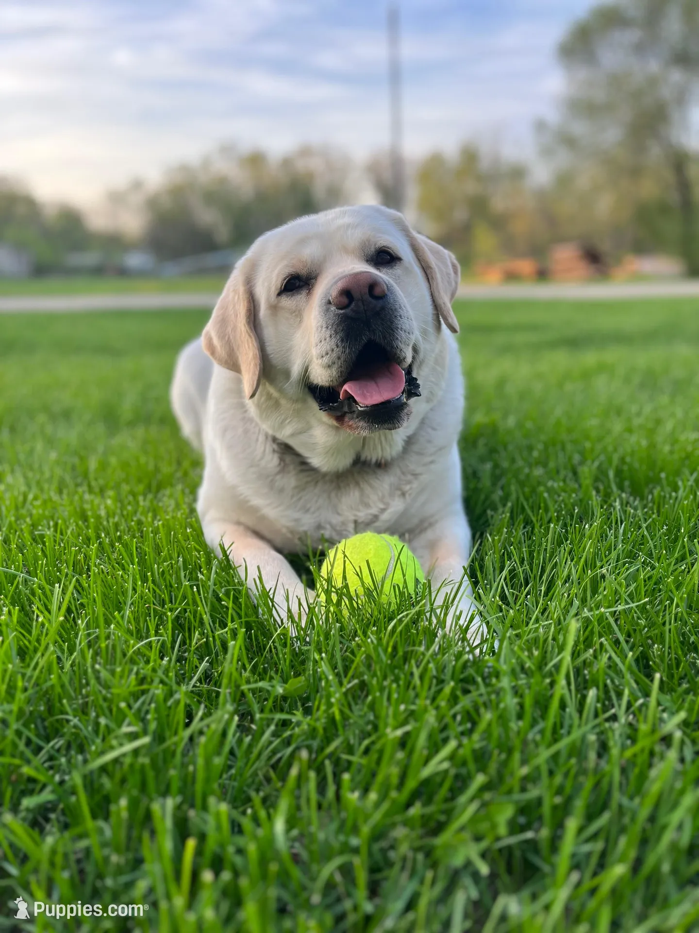 Blue Collar , a male Labrador Retriever for sale in Muscoda, WI – Photo 4 of 4