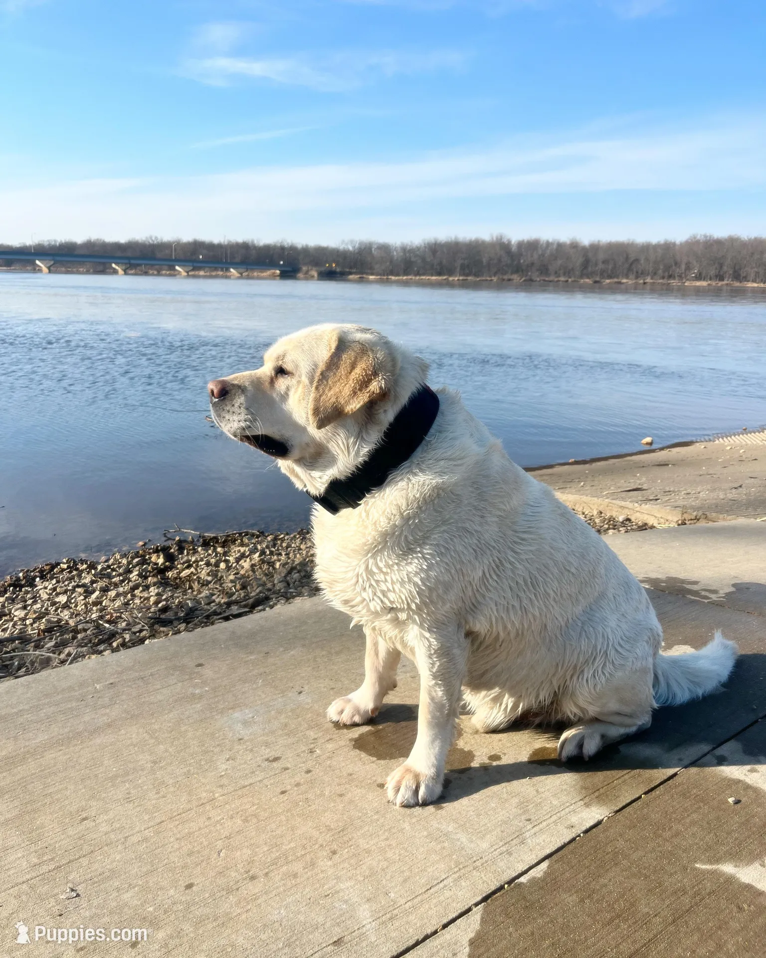 Red Collar , a male Labrador Retriever for sale in Muscoda, WI – Photo 3 of 4