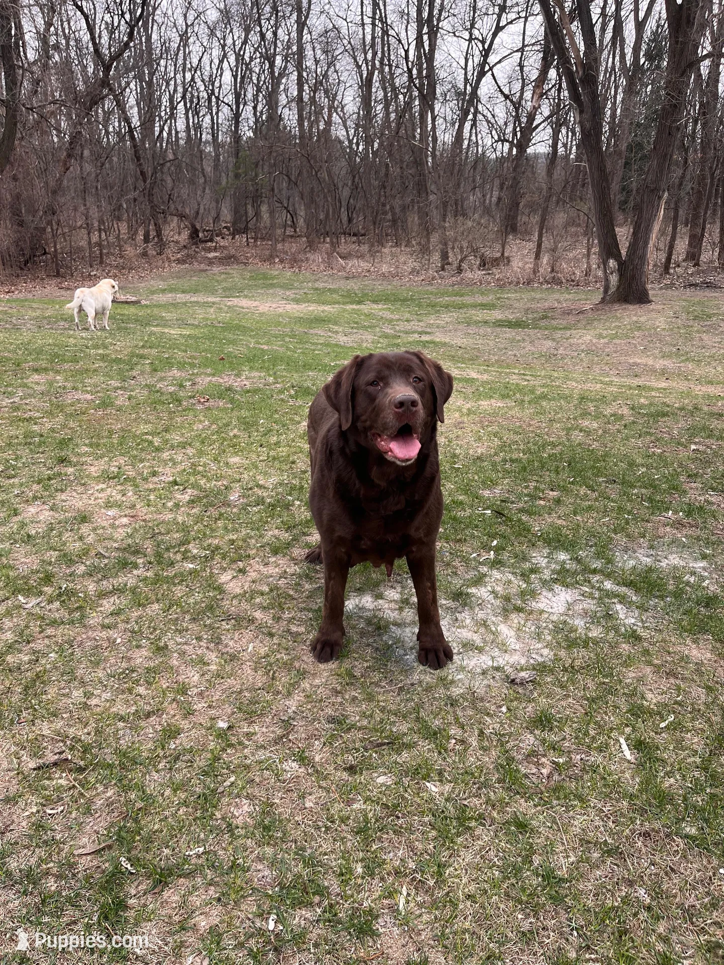 Black Collar , a female Labrador Retriever for sale in Muscoda, WI – Photo 7 of 8