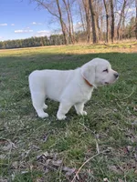Orange Collar , a female Labrador Retriever for sale in Muscoda, WI – Photo 4 of 6