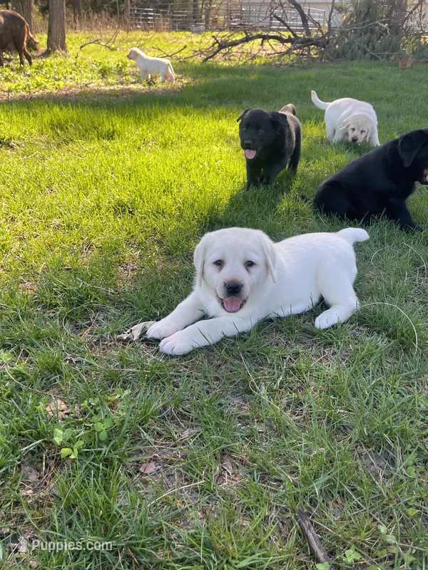 Orange Collar  – Labrador Retriever puppy for sale in Muscoda, WI