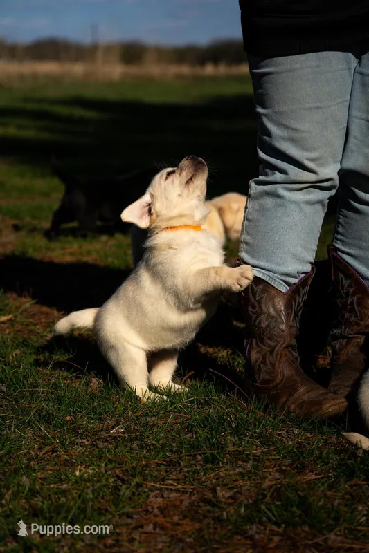 Orange Collar  – Labrador Retriever puppy for sale in Muscoda, WI