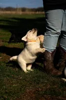Orange Collar , a female Labrador Retriever for sale in Muscoda, WI – Photo 2 of 6
