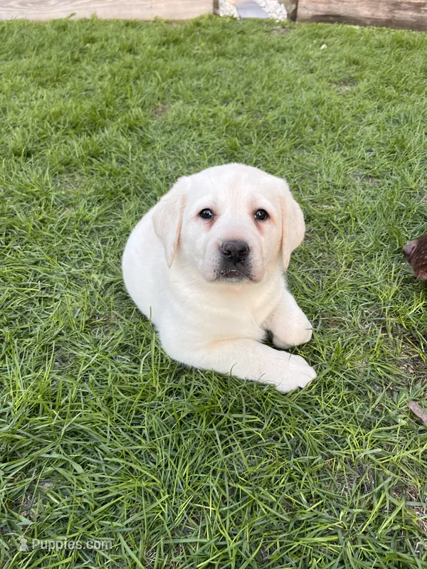Orange Collar  – Labrador Retriever puppy for sale in Muscoda, WI