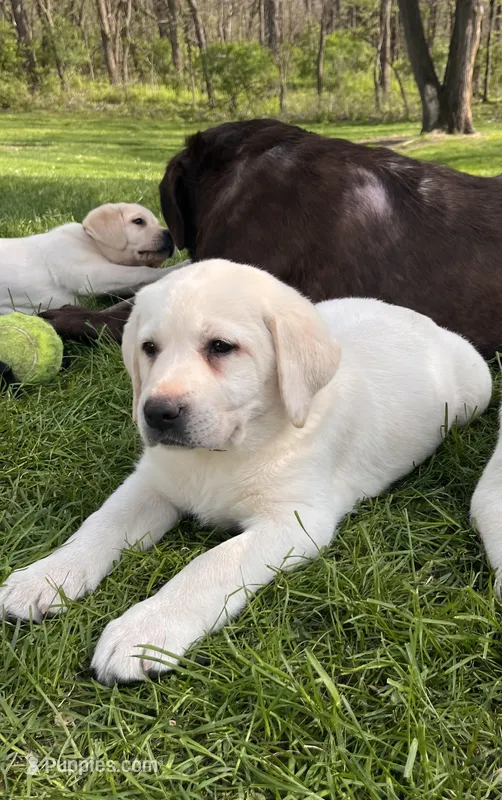 Orange Collar  – Labrador Retriever puppy for sale in Muscoda, WI