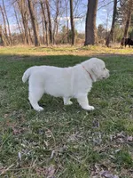 Orange Collar , a female Labrador Retriever for sale in Muscoda, WI – Photo 3 of 6