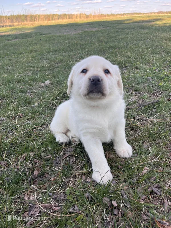 Orange Collar  – Labrador Retriever puppy for sale in Muscoda, WI