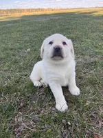 Orange Collar , a female Labrador Retriever for sale in Muscoda, WI – Photo 1 of 6