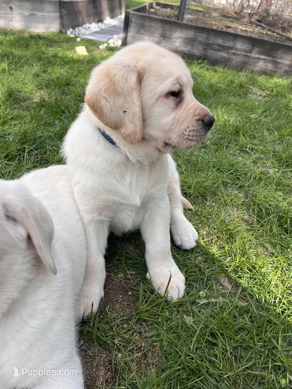 Blue Collar  – Labrador Retriever puppy for sale in Muscoda, WI