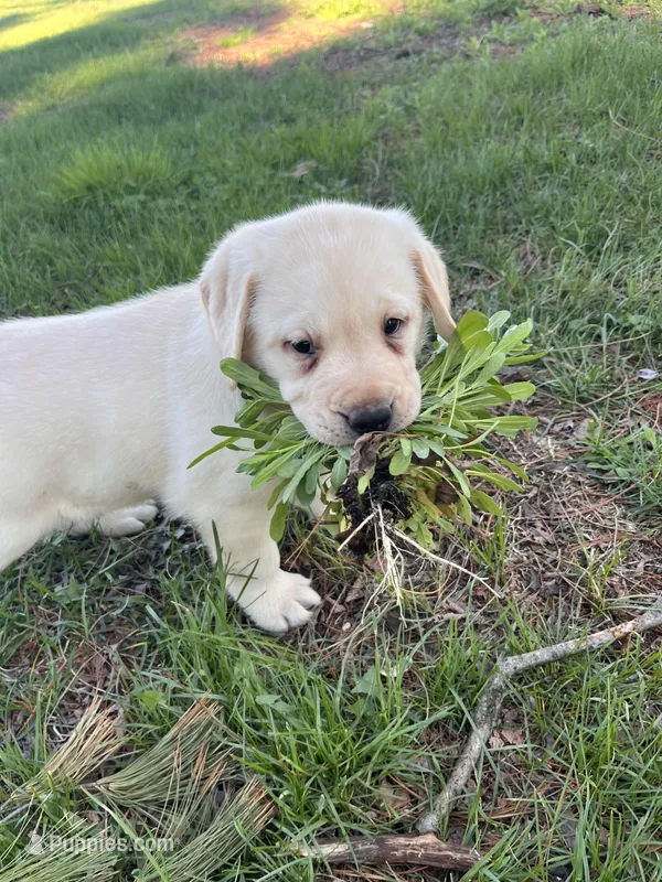 Blue Collar  – Labrador Retriever puppy for sale in Muscoda, WI