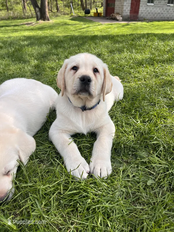 Blue Collar  – Labrador Retriever puppy for sale in Muscoda, WI