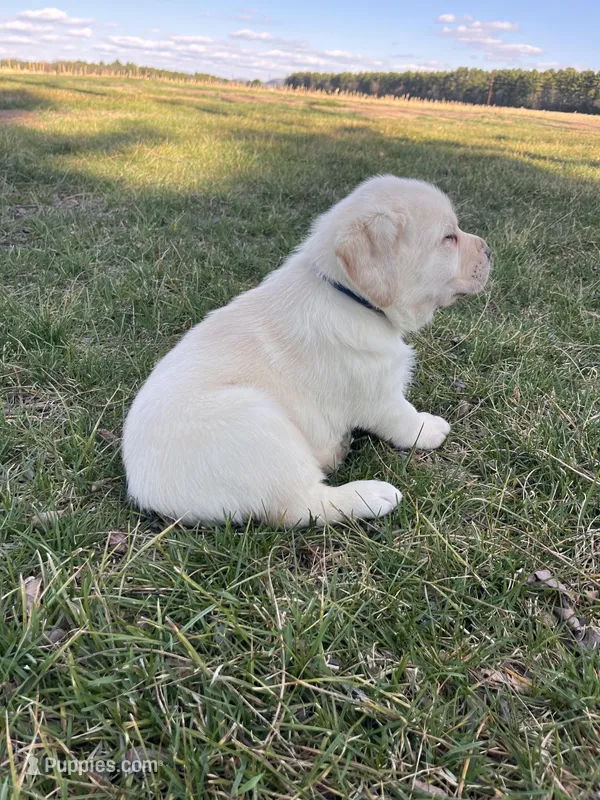 Blue Collar  – Labrador Retriever puppy for sale in Muscoda, WI