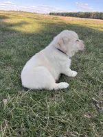 Blue Collar , a male Labrador Retriever for sale in Muscoda, WI – Photo 2 of 4