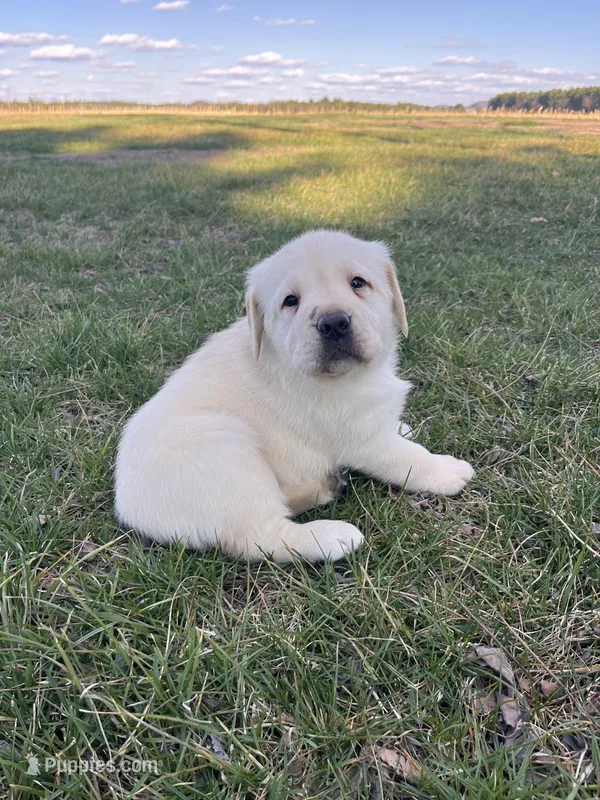Blue Collar  – Labrador Retriever puppy for sale in Muscoda, WI