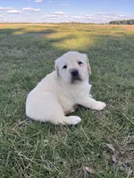 Blue Collar , a male Labrador Retriever for sale in Muscoda, WI – Photo 1 of 4