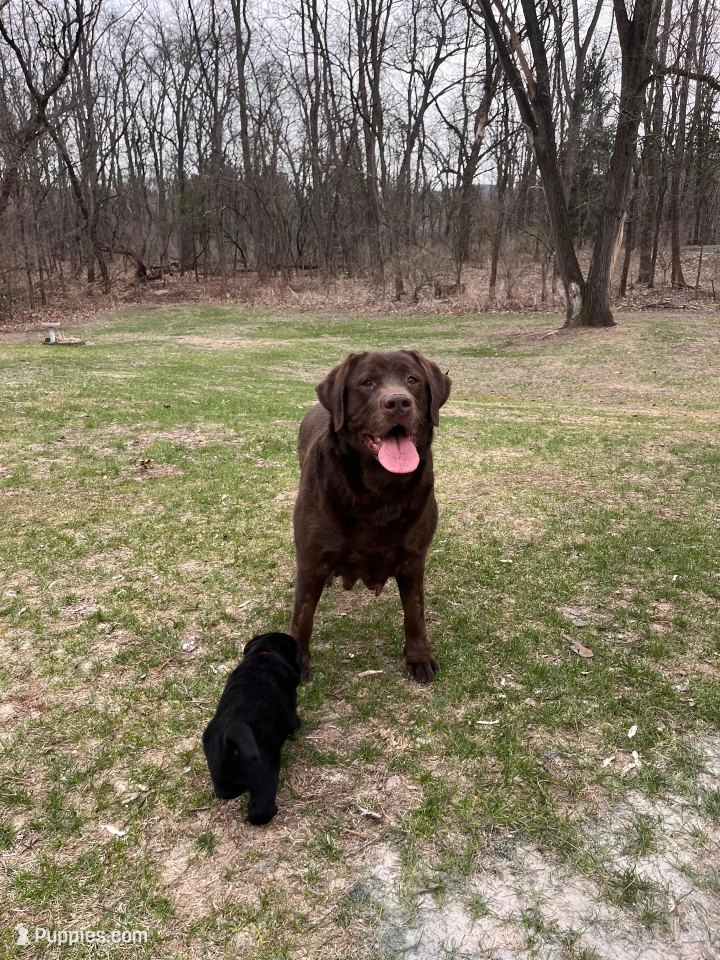 Brown Collar , a male Labrador Retriever for sale in Muscoda, WI – Photo 5 of 6