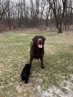 Green Collar , a female Labrador Retriever for sale in Muscoda, WI – Photo 4 of 5