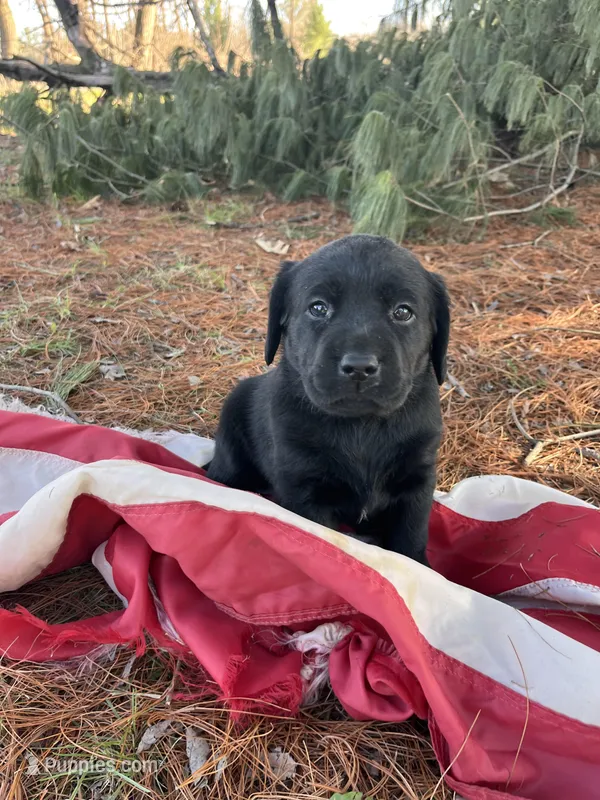 Green Collar  – Labrador Retriever puppy for sale in Muscoda, WI