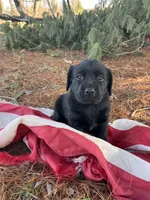 Green Collar , a female Labrador Retriever for sale in Muscoda, WI – Photo 1 of 5