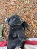Green Collar , a female Labrador Retriever for sale in Muscoda, WI – Photo 2 of 5