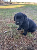 Green Collar , a female Labrador Retriever for sale in Muscoda, WI – Photo 3 of 5