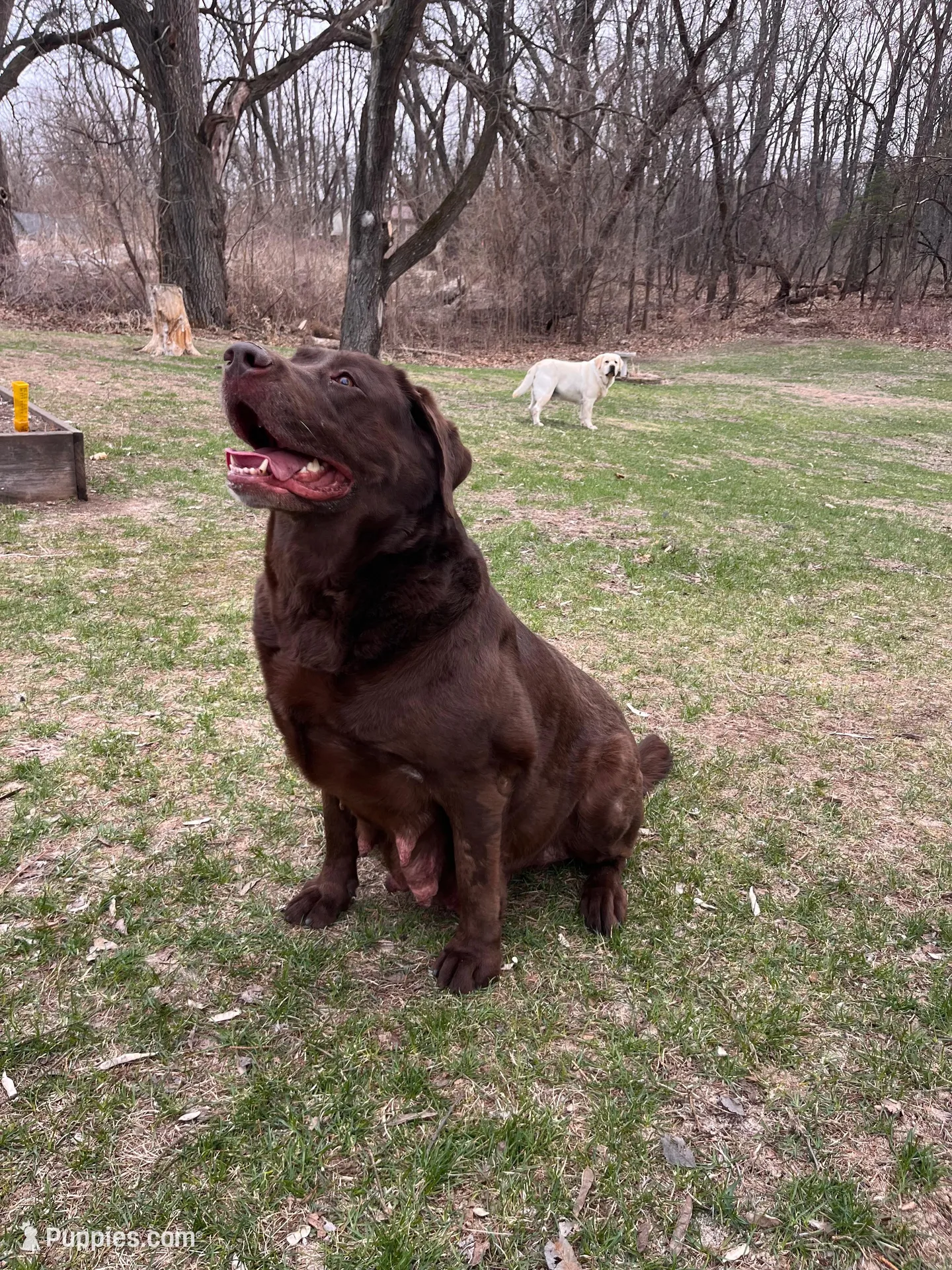 Orange Collar , a female Labrador Retriever for sale in Muscoda, WI – Photo 6 of 6