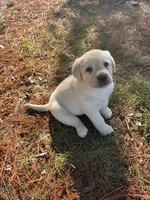 Black Collar , a female Labrador Retriever for sale in Muscoda, WI – Photo 5 of 8