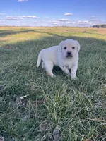 Black Collar , a female Labrador Retriever for sale in Muscoda, WI – Photo 3 of 8