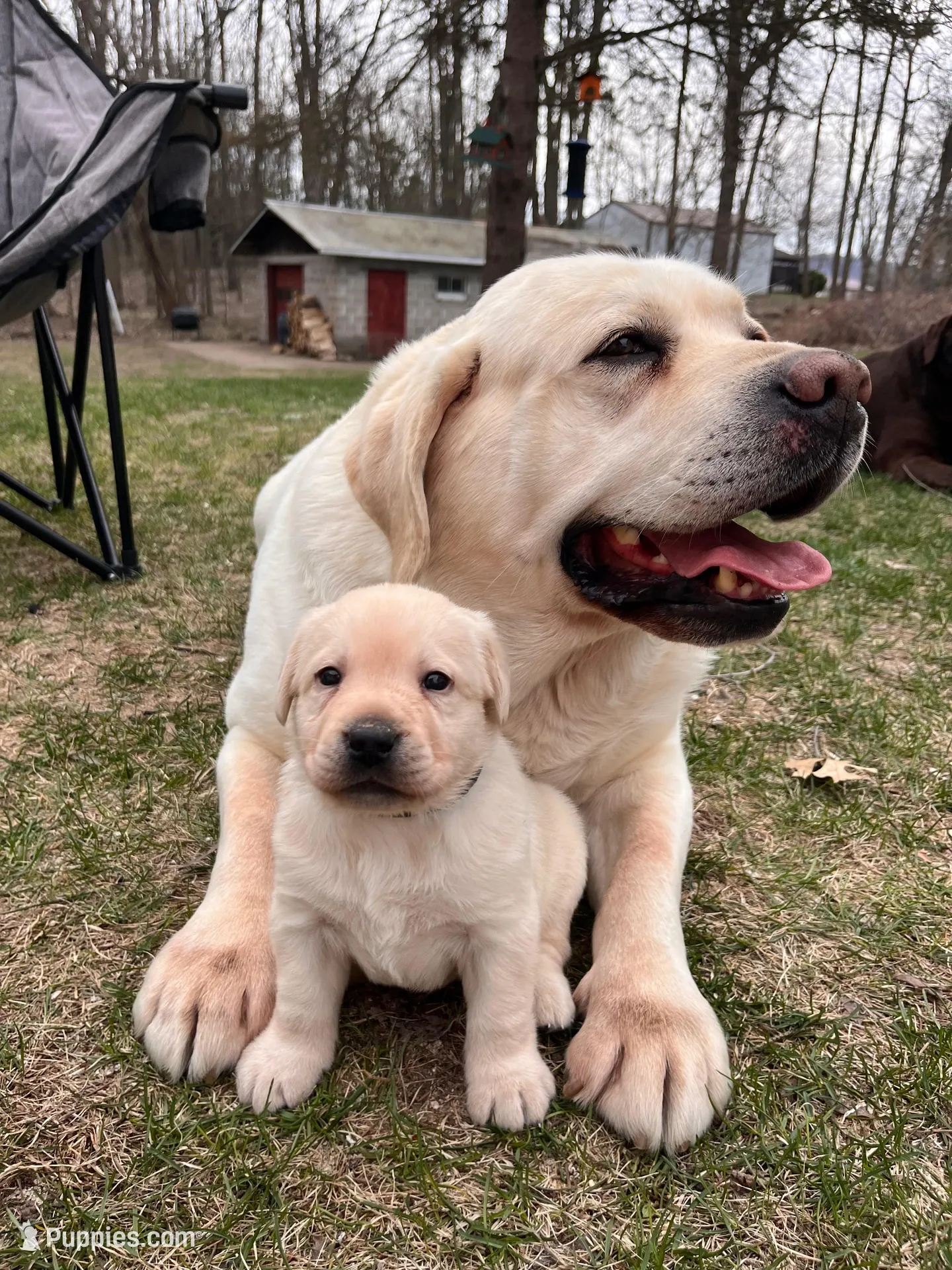 Black Collar , a female Labrador Retriever for sale in Muscoda, WI – Photo 8 of 8