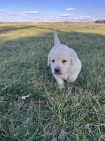 Black Collar , a female Labrador Retriever for sale in Muscoda, WI – Photo 4 of 8