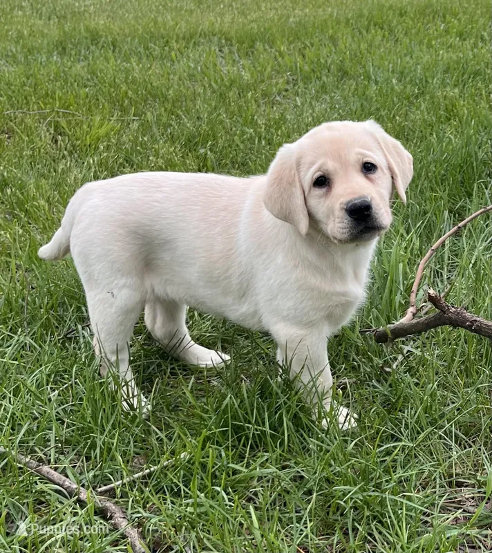 Black Collar  – Labrador Retriever puppy for sale in Muscoda, WI
