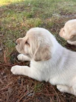 Black Collar , a female Labrador Retriever for sale in Muscoda, WI – Photo 2 of 8