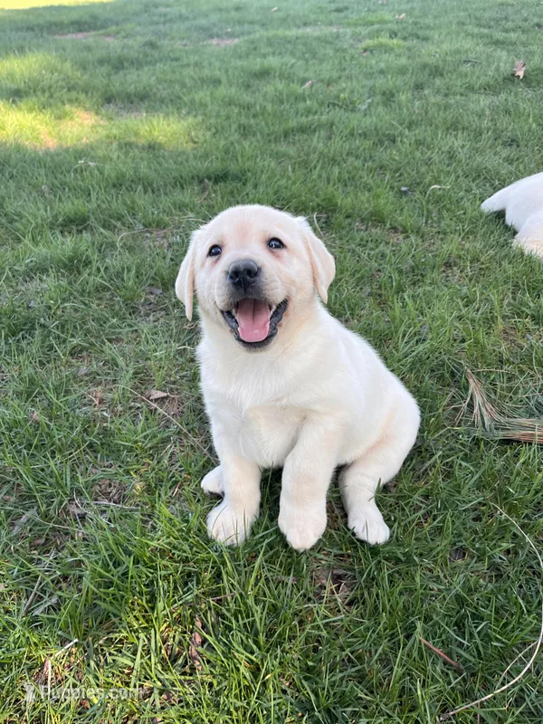 Black Collar  – Labrador Retriever puppy for sale in Muscoda, WI