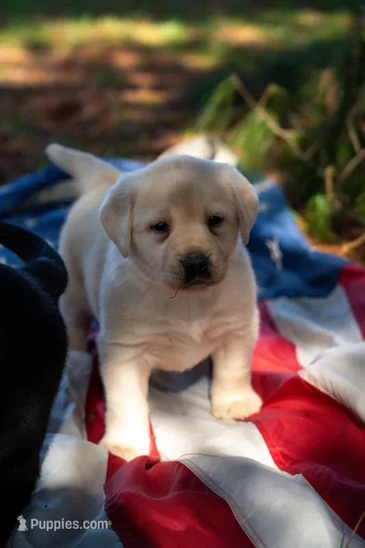 Black Collar  – Labrador Retriever puppy for sale in Muscoda, WI
