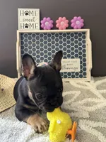 Little, a male French Bulldog for sale in Omer, MI – 2 of 10
