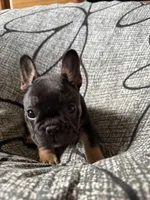Little, a male French Bulldog for sale in Omer, MI – 9 of 10
