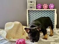Little, a male French Bulldog for sale in Omer, MI – 4 of 10