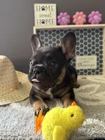 Little, a male French Bulldog for sale in Omer, MI – 6 of 10