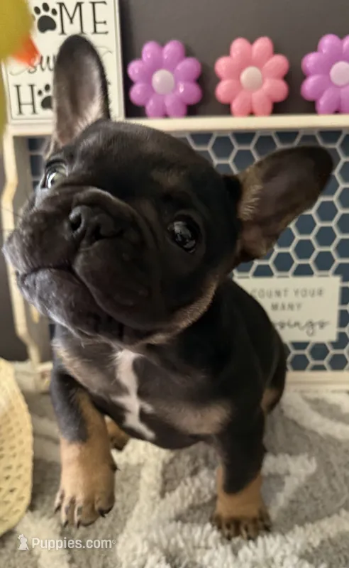 Little – French Bulldog puppy for sale in Omer, MI